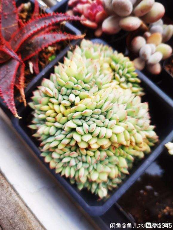 大同周边还有没有多肉大棚 地址哪里