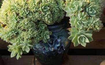 西安多肉大棚地址在黄良村多肉小镇