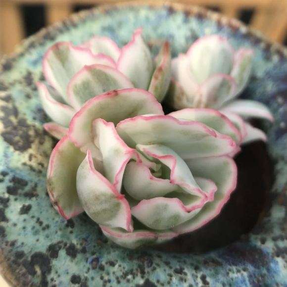 合肥多肉大棚地址在哪里