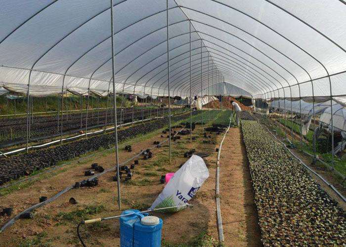 求武汉多肉大棚地址 在哪里