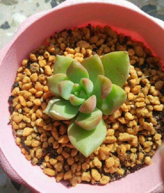 沈阳都哪有多肉地址