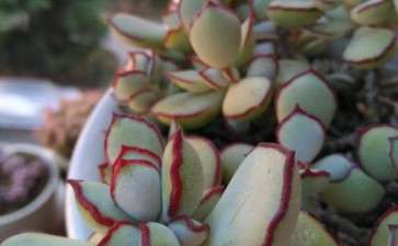 威海都有哪些多肉大棚 求地址 图片