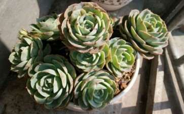 曲靖有多肉大棚吗 地址在哪里