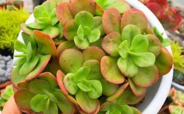 西安三桥附近哪里有多肉大棚 求地址