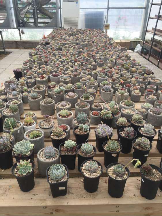 南京哪里有多肉大棚啊 求地址