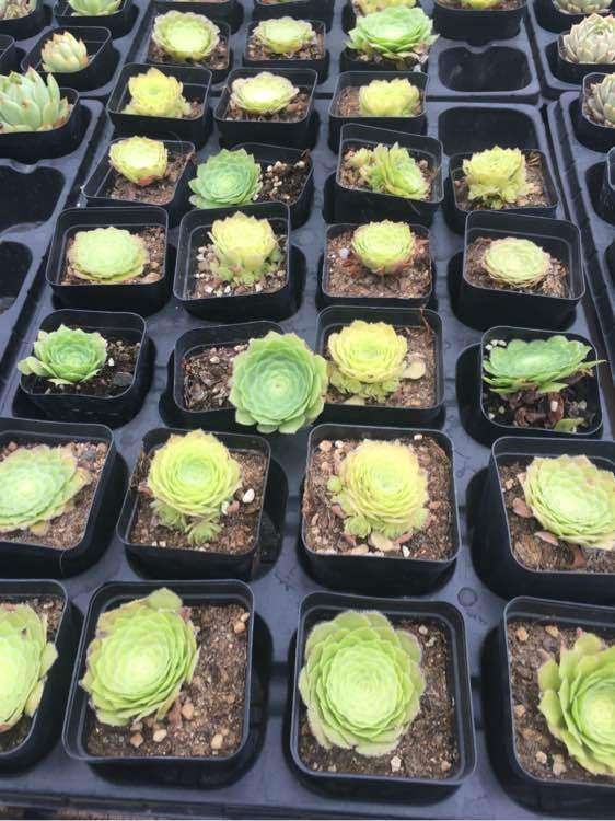 南京哪里有多肉大棚啊 求地址