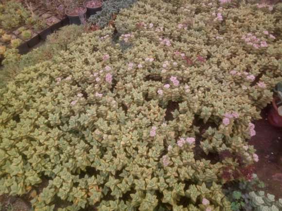 郑州多肉大棚地址在哪里