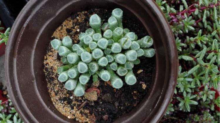 再也不要买宿迁的大棚多肉