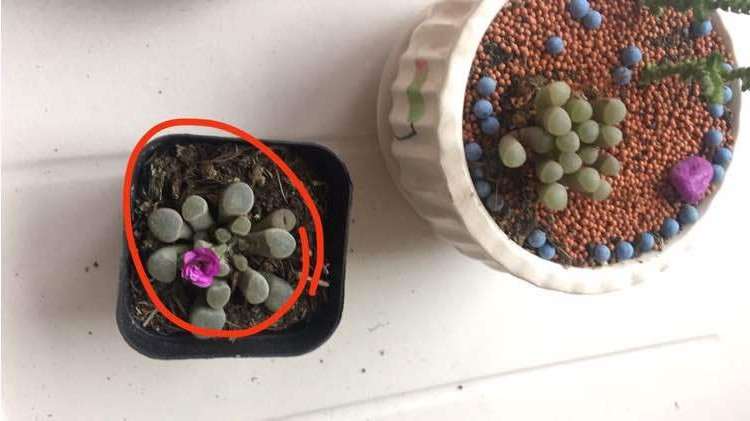 再也不要买宿迁的大棚多肉