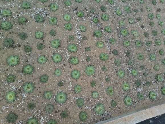 邳州初次搭建多肉大棚 地址锦绣大地