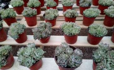 邳州初次搭建多肉大棚 地址锦绣大地