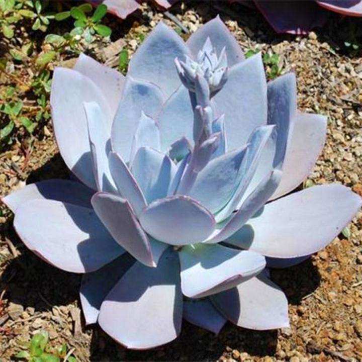 远赴云南搭建多肉大棚