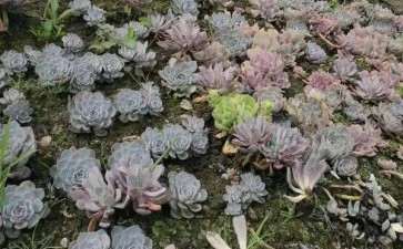 远赴云南搭建多肉大棚 有前途吗