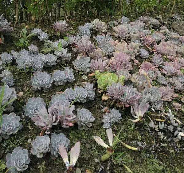 搭建多肉大棚一般用什么土