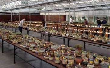 上海青浦首家多肉大棚 图片