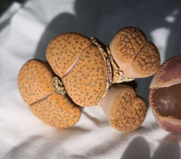 深圳光明多肉大棚 购买