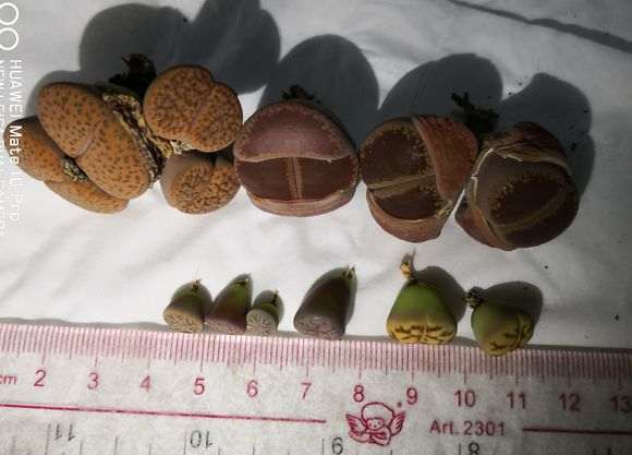 深圳光明多肉大棚 购买