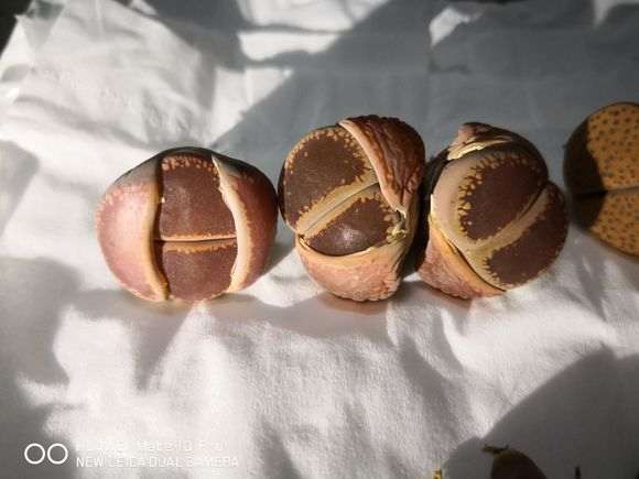 深圳光明多肉大棚 购买