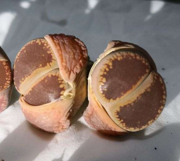 深圳光明多肉大棚 购买