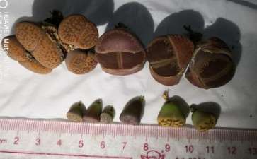 深圳光明多肉大棚 购买分享 图片