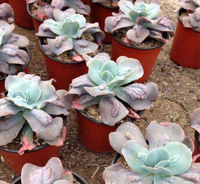 福州哪里有多肉大棚 求地址 联系方式