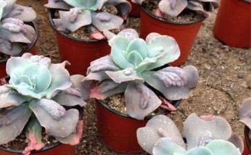 福州哪里有多肉大棚 求地址 联系方式