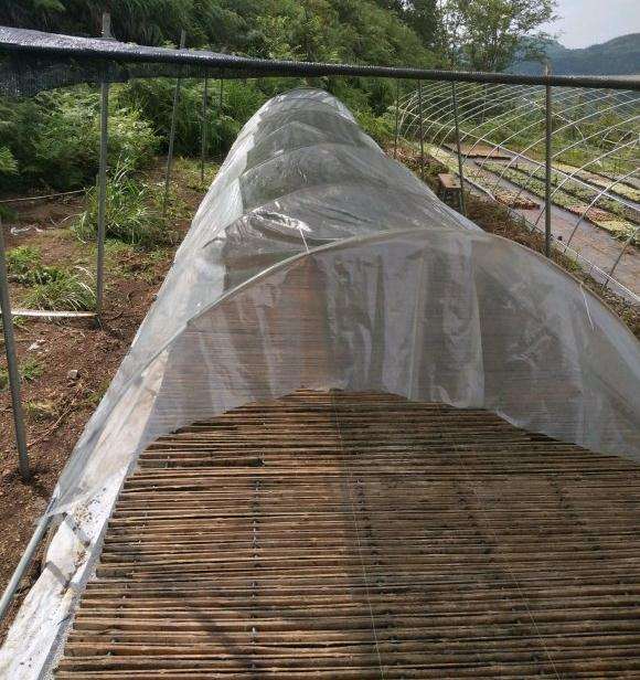 怎么搭建十二卷多肉大棚的方法