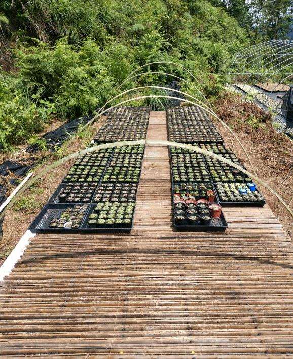 怎么搭建十二卷多肉大棚的方法