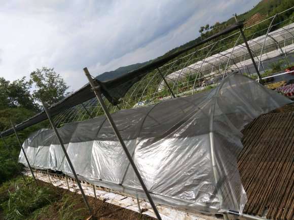 怎么搭建十二卷多肉大棚的方法