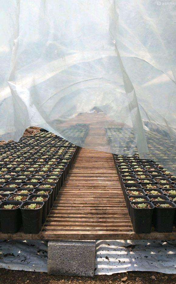 怎么搭建十二卷多肉大棚的方法