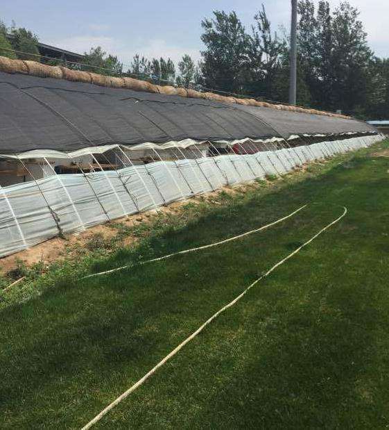 参观北京蟹岛多肉大棚