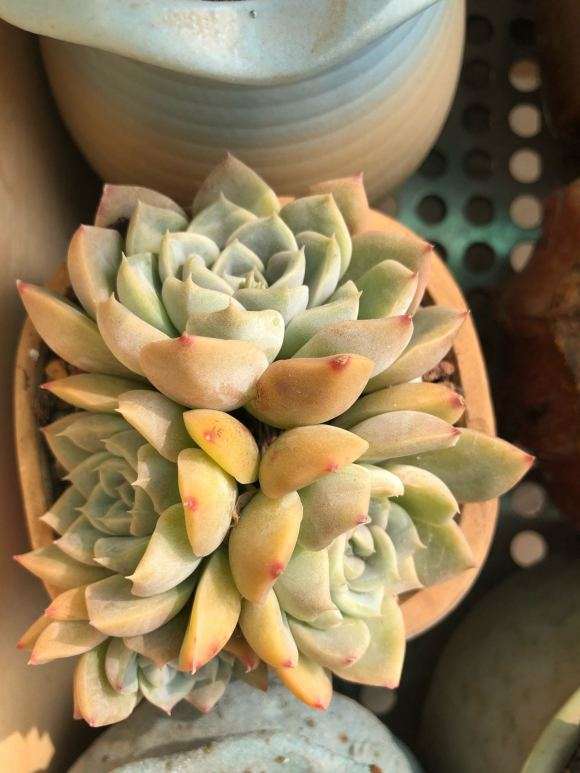 在青州多肉大棚拍的照片