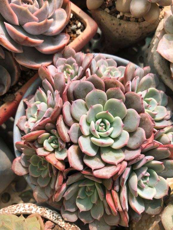 在青州多肉大棚拍的照片