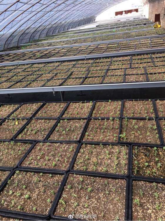 周口多肉大棚地址在哪里 我要批发