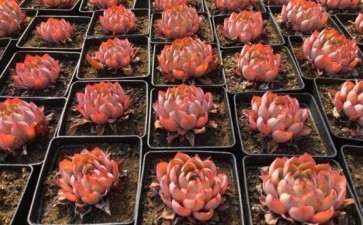 周口多肉大棚地址在哪里 我要批发