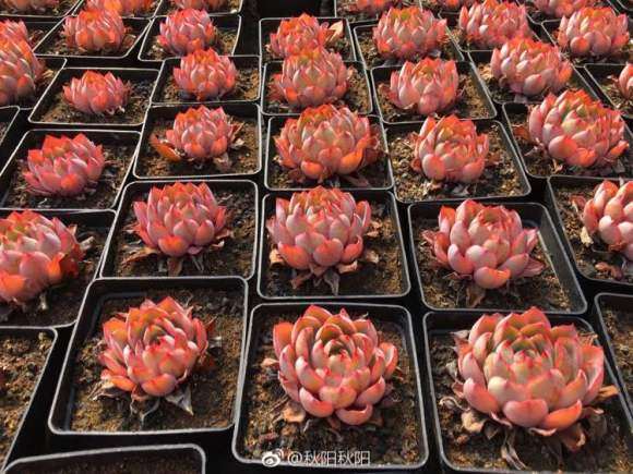 廊坊多肉植物大棚地址