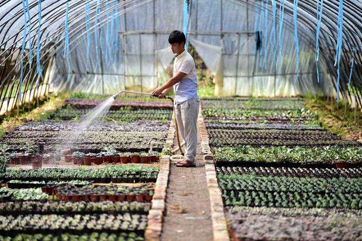 南京江北浦口那有多肉大棚 求地址