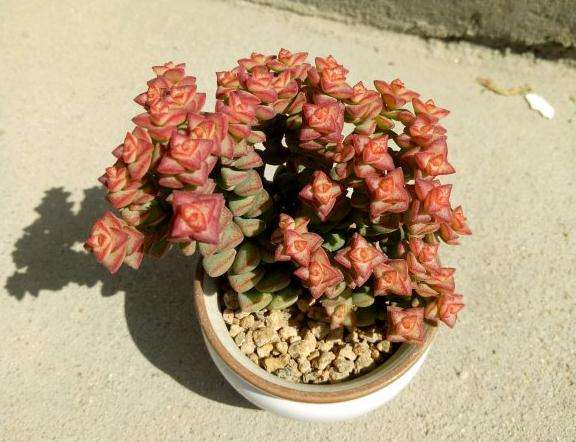 成都多肉大棚有哪些