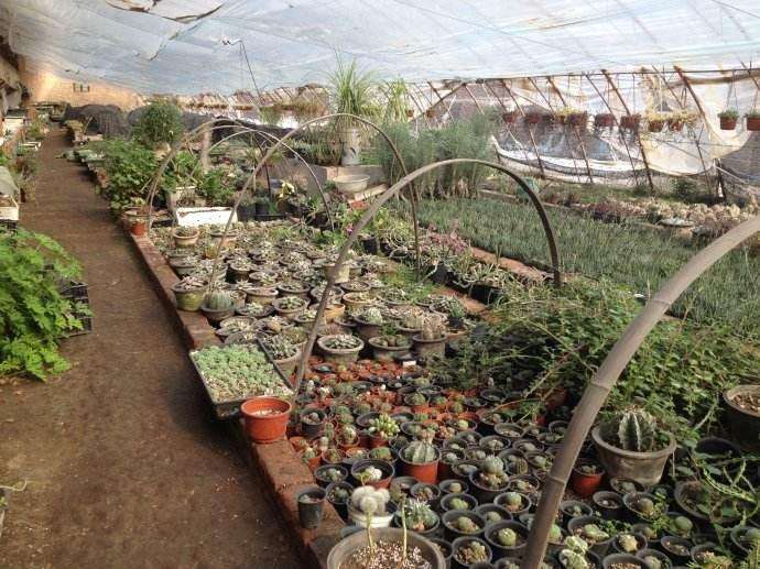 成都多肉大棚有哪些