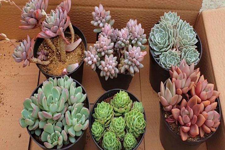 赣州哪里有多肉大棚 求地址