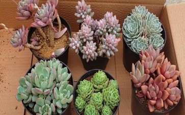 赣州哪里有多肉大棚 求地址