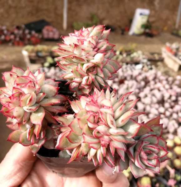 经营多肉大棚会有哪些费用