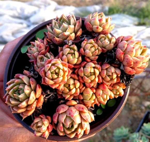 经营多肉大棚会有哪些费用