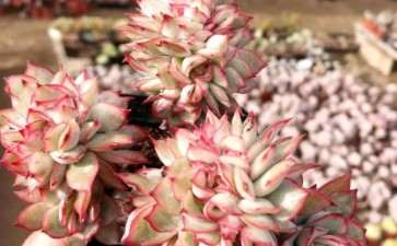 经营多肉大棚会有哪些费用