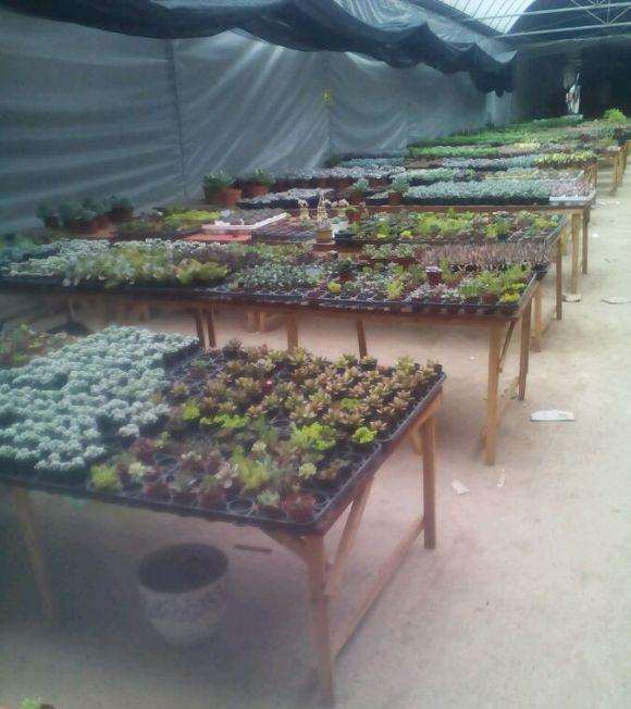 贵阳多肉植物大棚的地址在哪里