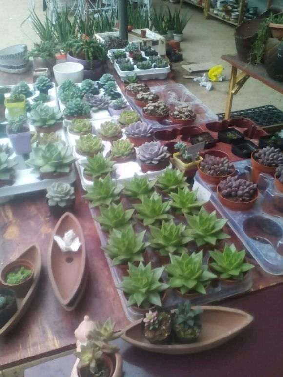 贵阳多肉植物大棚的地址在哪里