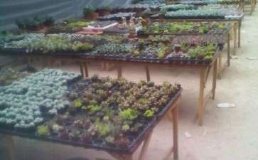 贵阳多肉植物大棚的地址在哪里