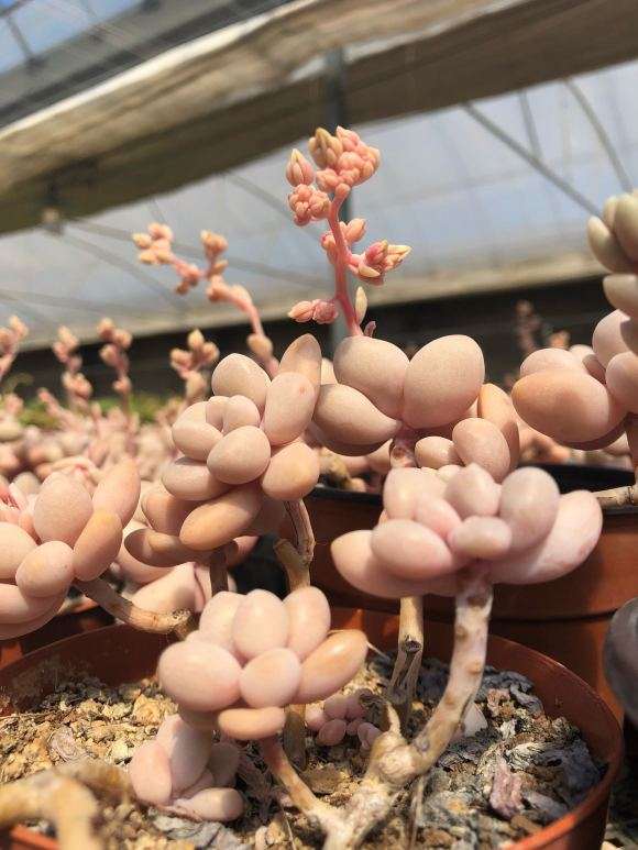 青岛多肉大棚 地址搬到哪里