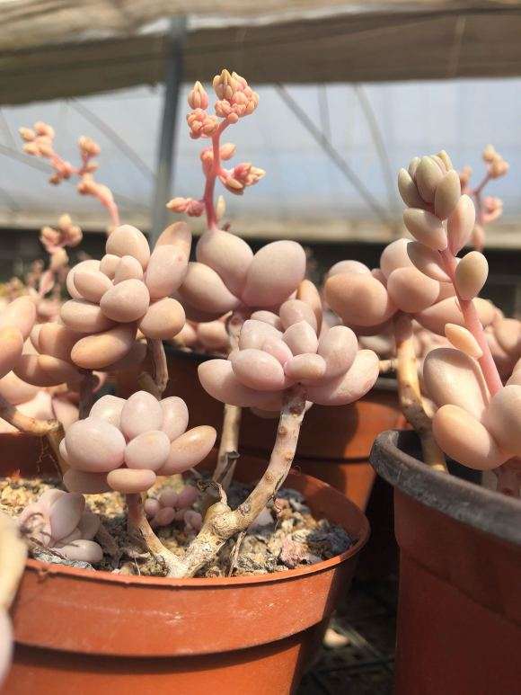 青岛多肉大棚 地址搬到哪里