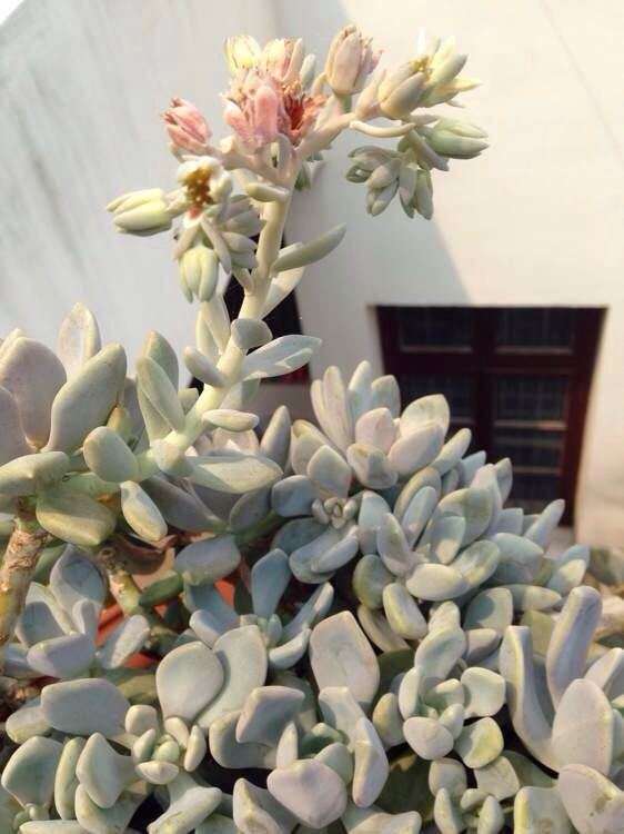 扬州有多肉大棚吗 地址在哪里